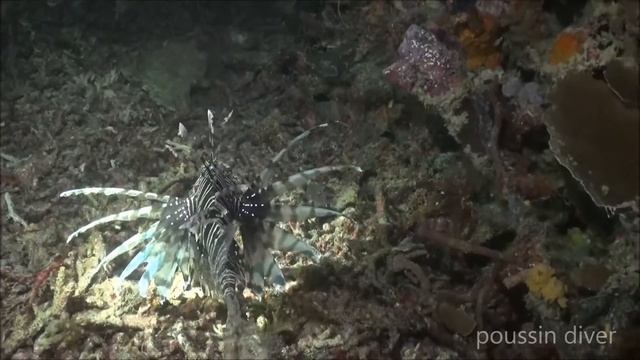 pterois volitans en chasse смотреть онлайн