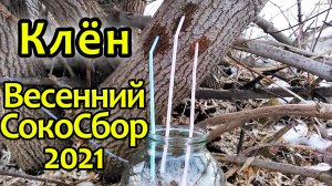 Кленовый сок Весенний СокоСбор 2021