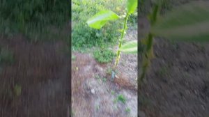 "@"табак табакевич