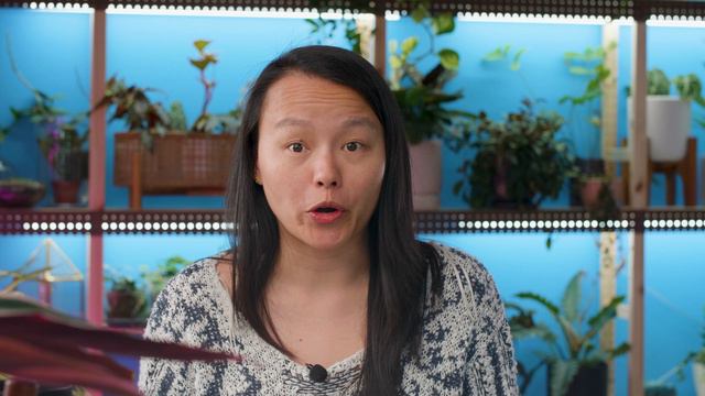 BEST PLANT for Foliage Lovers 💚 Care + Repot смотреть онлайн