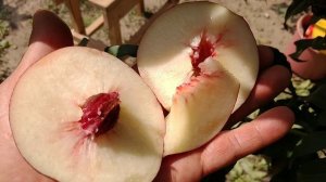 Нектарин Сноу Дроп. Nectarine Snow Droop. Білом'ясий сорт, виражений, солодкий смак. Огляд Максі Са