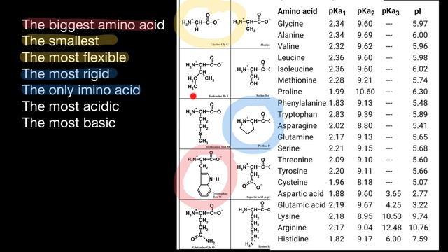 Useful Information About Amino Acids For Exam