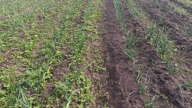 #149 ЧТО ПОСАЖЕНО В ОГОРОДЕ/ЧЕСНОК ПЕРЕСТАЛ ЖЕЛТЕТЬ И ОКРЕП СУПЕР СПАСЕНИЕ/ЖИЗНЬ В СЕЛЕ/ДЕРЕВНЯ/ЮГ смотреть онлайн