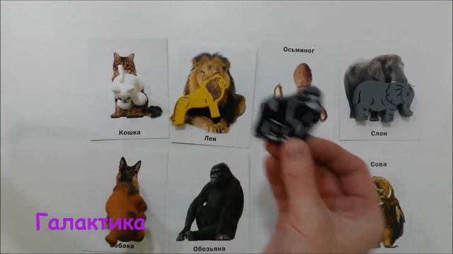 Разнообразный животный мир.