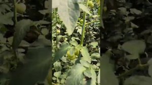 Пантера розовый томат