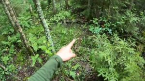 Топовый сбор Белых грибов под Клином. Полная машина белых.