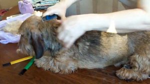 Trimming/stripping of wirehaird dachshund, тримминг жесткошерстной таксы