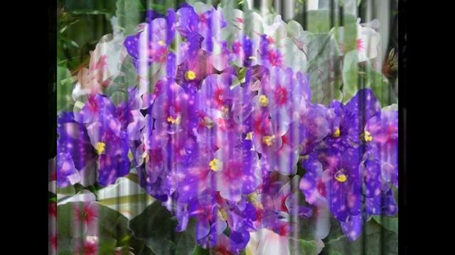 Фиалка, самое распространенное комнатное растение смотреть онлайн