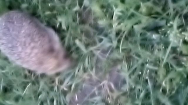 "Склеила" видео, добавила музыку - я МОЛОДЕЦ! смотреть онлайн