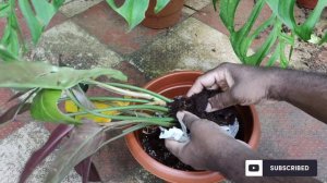 Goa | Unboxing Mexicanum & Atabapoense | Philodendron | Goa plant collector | cheap plants