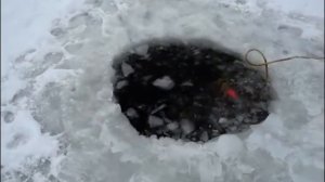 Как наловить раков зимой и посмотреть где Раки зимуют    YouTube