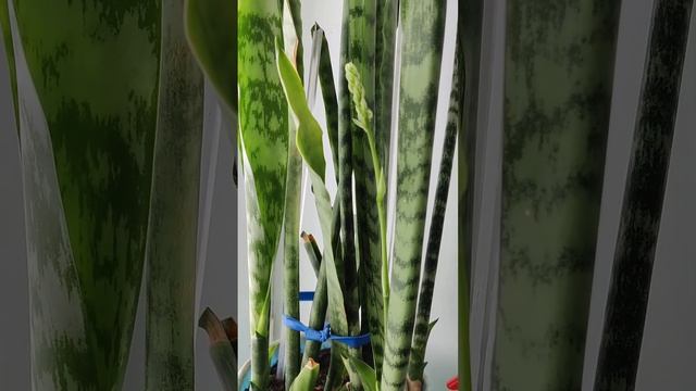 ТЕЩИН ЯЗЫК, ЖДЕМ ЦВЕТЕНИЕ (САНСЕВИЕРИЯ, Sansevieria) (2) #Shorts