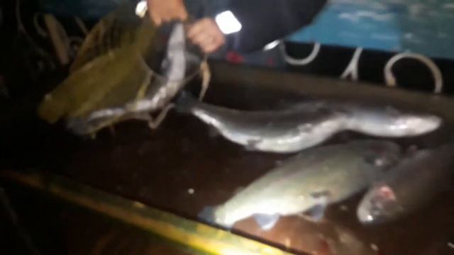 Итоги дня на рыбалке в Парус север смотреть онлайн