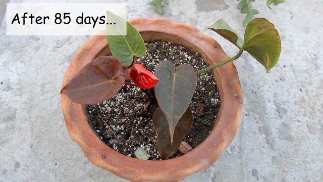 SEE How I SAVED A DYING Anthurium Plant?