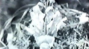 ОПЫЛЕНИЕ РАСТЕНИЙ НАСЕКОМЫМИ