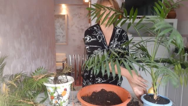 #Хамедорея. Уход за пальмой в домашних условиях. Пересадка и деление хамедореи