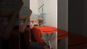 Стрижка головы йорка в корейском стиле