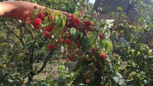 Сорт малины «Кванза»