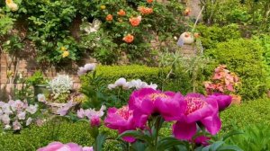 Glorious Rose, Peony and Herb in the Garden 2022