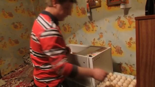 Инкубация индеек, цесарок и куриных яиц  Часть 1