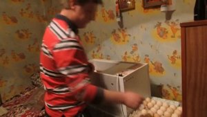 Инкубация индеек, цесарок и куриных яиц  Часть 1