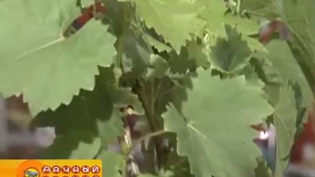Лучшие сорта винограда, смородины и крыжовника (часть 1) смотреть онлайн