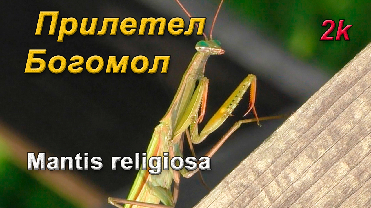 Que significa encontrar una mantis religiosa en tu casa