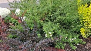 Цветник требующий минимального ухода.