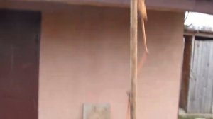 Виноград. Подготовка к ЗИМЕ.  Опрыскивание и обрезка лозы. Работы в октябре ноябре.