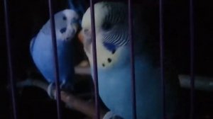 ВЛОГ||ПОКУПКА ПОПУГАЯ||ПЕРВЫЕ ДНИ ДОМА||РАНЫ У ПОПУГАЯ?