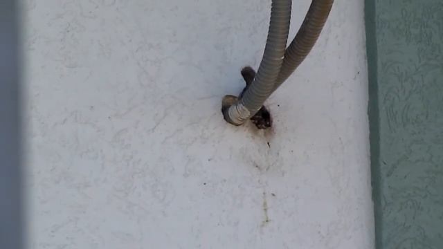 Домовые воробьи выкармливают 4 птенцов смотреть онлайн