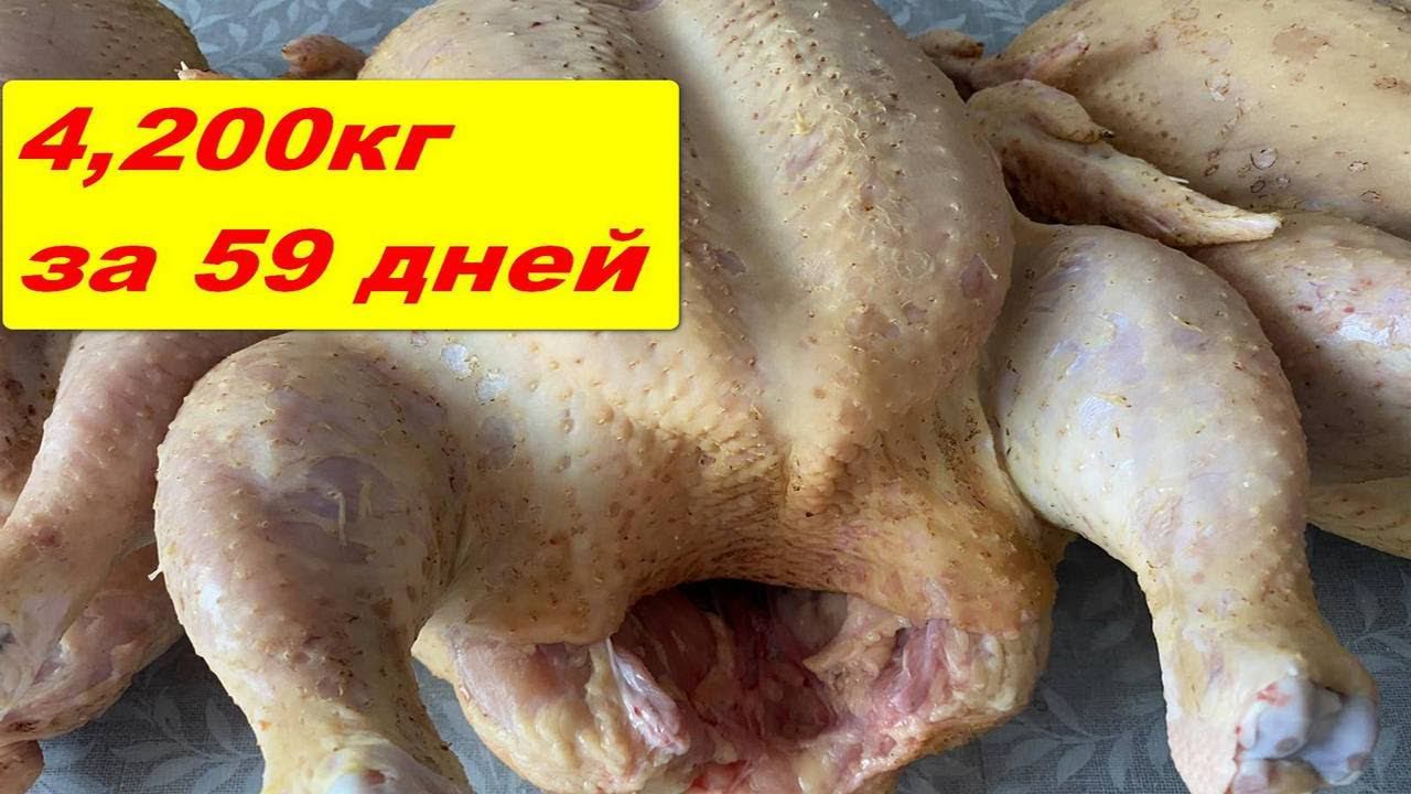 Каких Бойлеров я вырастила к двум месяцам, шикарные бройлеры в домашних условиях