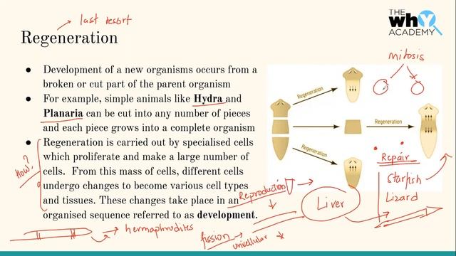 Grade 10 How do organisms reproduce? (Part 1) смотреть онлайн