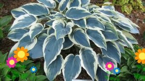 Хоста гибридная Эль Ниньо. Краткий обзор, описание характеристик hosta hybrida El Nino