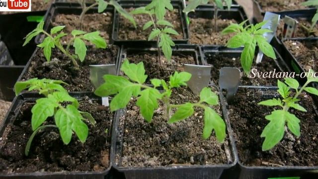 МОЩНЫЙ РОСТ ЗДОРОВОЙ,КРЕПКОЙ РАССАДЫ.ВСЕГО ОДНА ЛОЖКА ЧАЯ ИЗ СУХИХ ТРАВ.ЛУЧШАЯ ПОДКОРМКА ДЛЯ РАССАД смотреть онлайн