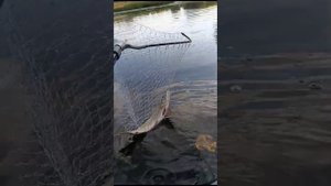 Щука на Урале в Орске 18.09.2023