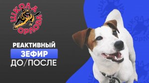 Реактивный джек-рассел. Как помочь?