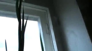 Цветёт в квартире на подоконнике в горшке лимонный гладиолус