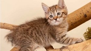 Пиксибоб кошка — интересная порода