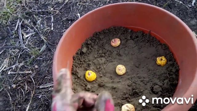 ?Идея!!! Гладиолусы в контейнерах. ☘️ смотреть онлайн