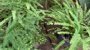 ЗИМНИЙ САД - ЦВЕТОЧНЫЙ РАЙ