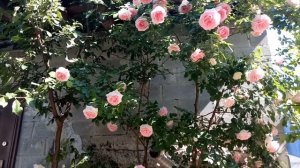 Плетистая роза Eden Rose（Эден Роуз）или Pierre de Ronsard - сезон 2019. Ответы на вопросы.