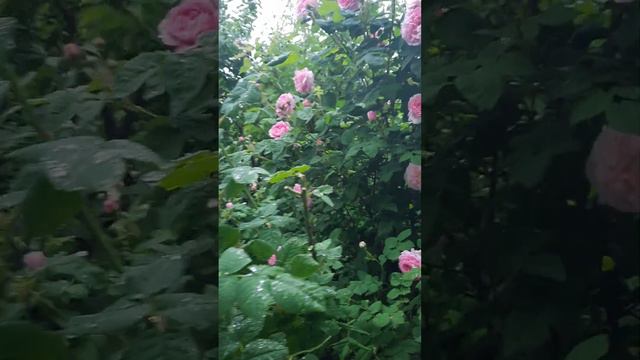 мой любимый кус роз, под окном)))