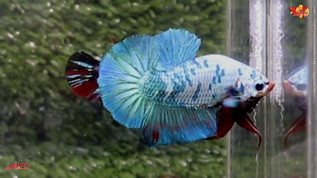 BETTA FISH | RELAXING MUSIC | CALMING MUSIC | SOOTHING MUSIC | SLEEP ...