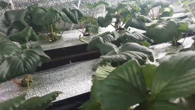 20 дней вегетации земляники в гидропонике смотреть онлайн