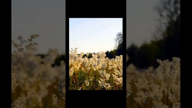 Звук природы. Природа луга для медитации