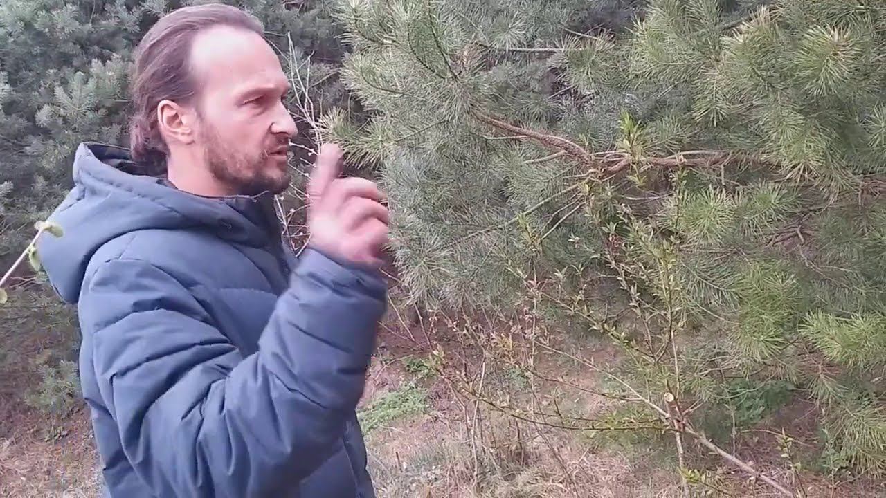 Лесосад Анатолия Орлова в Беларуси. Весна.