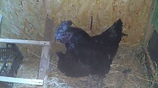 Аям чемани