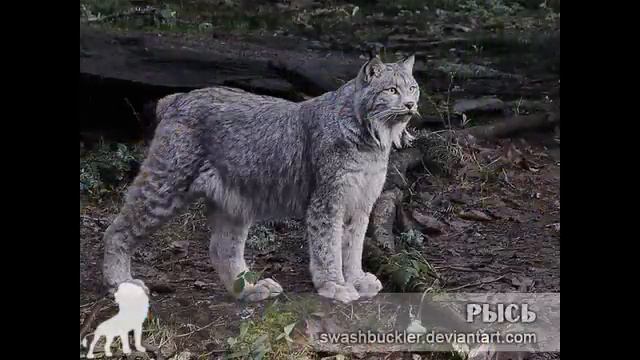 Кошачье слайд-шоу смотреть онлайн