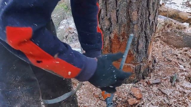 Валка дерева ошибка в направлении